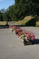 fleursjuillet2018011