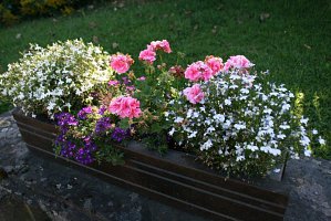 fleursjuillet2018017